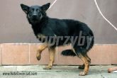 16.10.2013 CZARNOCIN SUKA 57431